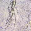 constellation of magickal roots (close-up)