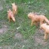 wolf pack (in the yard)