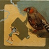 Soul Bird