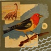 Soul Bird