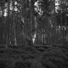 untitled (snag)