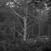 untitled (snag)