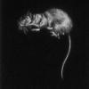 Art Rat