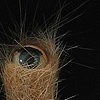 Cat Hair