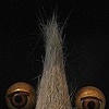 Groucho