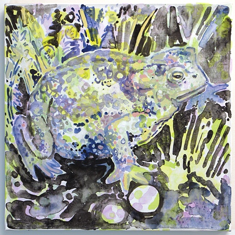 Toad