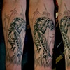 Barry's tiger