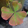 Pink & green cloverlike leaf