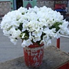 Rare Havana Blossoms