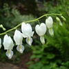 White bleeding hearts