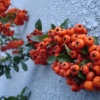 Winter red berries