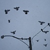 Birds Silhouette in the Grey