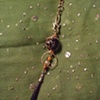Black and browny gold pendant  - P 10