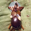 Wooden star and coral necklace