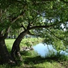 Prairie Thicket