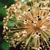 Fall burst