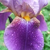 Giant Iris
