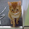 Oliver