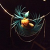 Freyed feather blue & orange necklace - N 31