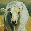 Belgian Blue
