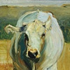 Belgian Blue