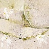 Choker I
