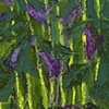Foxgloves