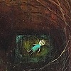 Nest II