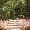 Nettles