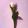 Tulip
by Linda Boucher