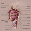 Facial X-Section