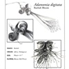 Digital Illustration: Adansonia digitata | Hannah Wilhelm