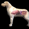 Canine Anatomy