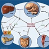 Plasma Glucose Schematic