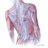 Digital Illustration: Anatomical Study | John Ely