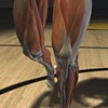 3D ACL Visualization: Normal Knee Anatomy / ACL Tear | John Ely