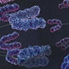 Mitosis | Lauren Hemphill