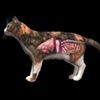 Feline Anatomy