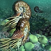 Ammonites.| Samantha Zimmerman