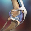 Veterinary Health Visualizations - Canine Micro Anatomy Explored