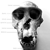 Forenisc Illustration of Pan troglodytes | Jessica Misko