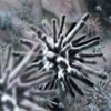 Cell Crystalline