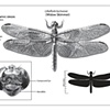 Widow Skimmer | Patrick Mooney