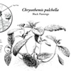 Chrysothemis pulchella | Wendy Knapp