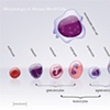 Histology of Red Blood Cells | Brandon Stelter
