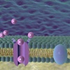 Phospholipid Bilayer