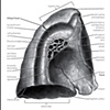 Lung Anatomy Revealed | Linda Y.C. Chao