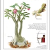 Digital Illustration: Adenium obesum | Alexis Hippler