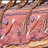 Canine Normal Skin