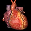 3D Adolescent Heart